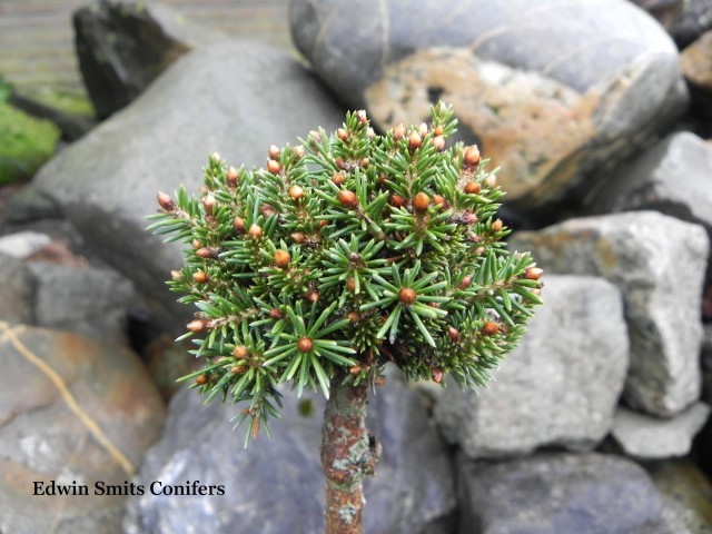 Picea abies 'Hiiumaa'